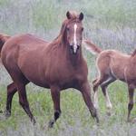 Shaks Baskette (Shaklans Padron NA x PR Exotic) 1994 chestnut mare