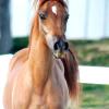 Janiya Maj, 2006 mare, exported to Quatar