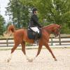 Requiem WSA, 2010 gelding, x Shaks Baskette (See mare on our Mares Page) by Shaklans Padron NA