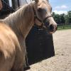 MP Bailey, 2011 1/2 Arab mare, x Nellie, QH type mare