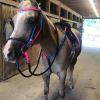 MP Bailey, 2011 1/2 Arab mare, x Nellie, QH type mare