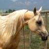 MP Annika, 2006 1/2 Arab x QH type mare Lacey
