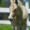 MP Annika, 2006 1/2 Arab mare, x Lacey, QH type mare
