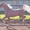 MP Mister, 2007 1/2 Arab stallion, x Lacey, QH type mare