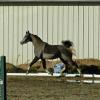 Anthems Royal Heir, 2009 gelding, x Bey Sara by LD Navarre
