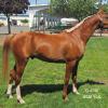 Requiem WSA, 2010 gelding, x Shaks Baskette (See mare on our Mares Page) by Shaklans Padron NA