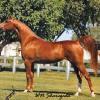 WN Sharazada by BlueSpruceTanzeer, dam of Antham.  AHW Aristocrat mare
